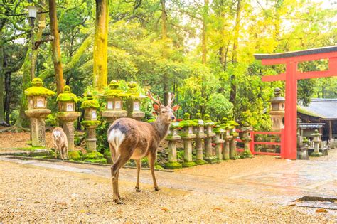 The Best Things To Do In Nara Japan