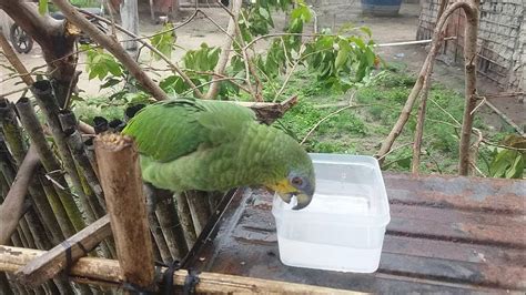 Papagaio Bebe Agua - papagaio do mangue bebendo água. - YouTube