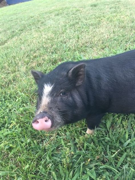 Meet Weston! Weston is a Juliana pot belly pig (mini pig) who visited Dr. Martins recently for ...