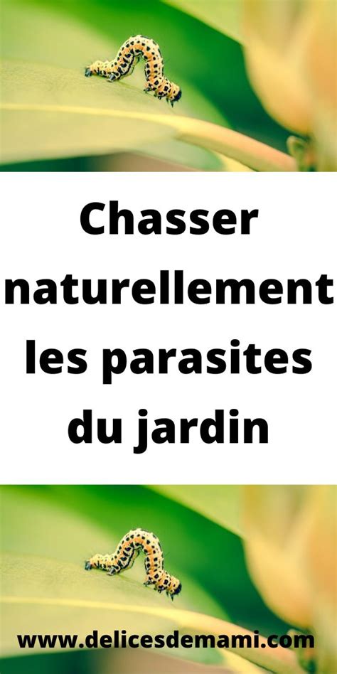 Chasser Naturellement Les Parasites Du Jardin Parasite Chasser Les