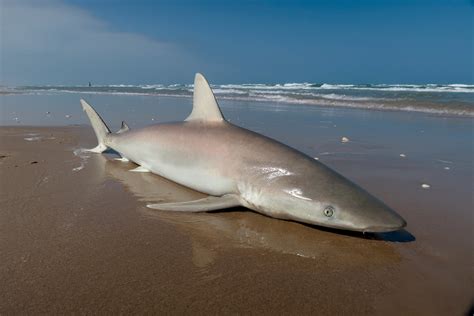 small sharks
