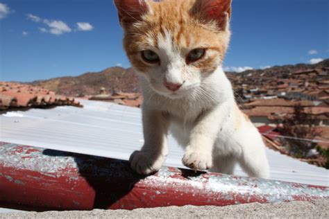 Un Gato En El Tejado 72587