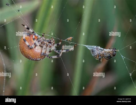 A Close Up Of A Four Spot Orb Spider Araneus Quatratus Showing How To Catch And Wrap Up Your