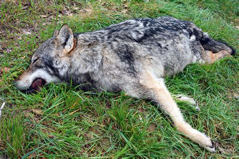 Vienne l animal retrouvé mort près de la voie ferrée est bien un loup