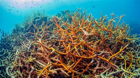 Master Coral Identification: Know the Types of Hard Coral