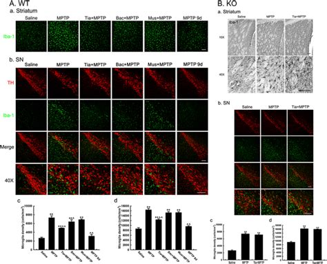 Microglial Activation In The Brain Of Wt And Gat1 Knockout Mice 1 Day