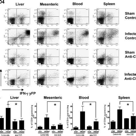 Anti Cd25 Ab Administration Suppresses Ifn ␥ Production By Cd4 ϩ T Download Scientific Diagram