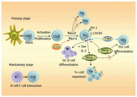 Follicular Helper T Lymphocytes In Health And Disease