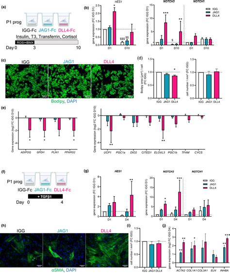 Notch Activation Inhibits Adipogenesis And Promotes Myofibrogenesis Download Scientific