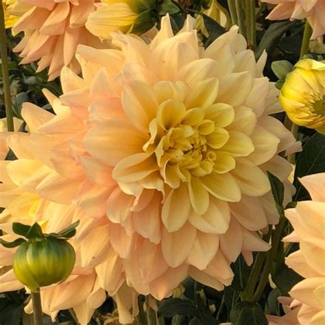 Wyns New Pastel — Dahlias By Julie