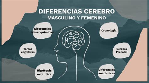 Diferencias Entre El Cerebro Masculino Y Femenino By Laura Costa Mu Oz