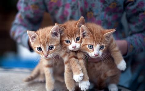 Lovely Kittens Photo Wallpaper High Definition High Quality Widescreen