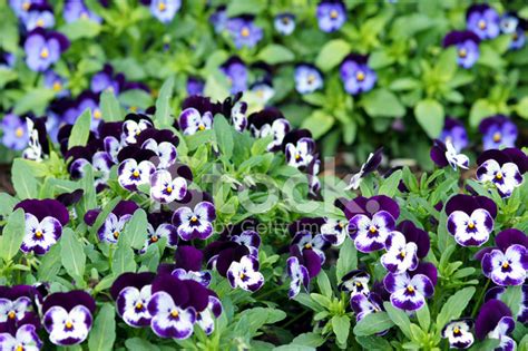 Purple Colored Pansies Stock Photo | Royalty-Free | FreeImages