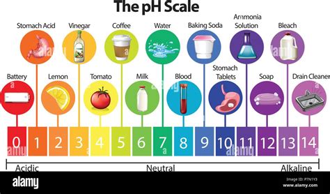 The Science pH Scale illustration Stock Vector Image & Art - Alamy