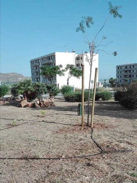 El Área de Mantenimiento acomete la plantación de 2 700 ejemplares de