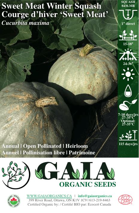 Gaia Sweet Meat Winter Squash Royal City Nursery