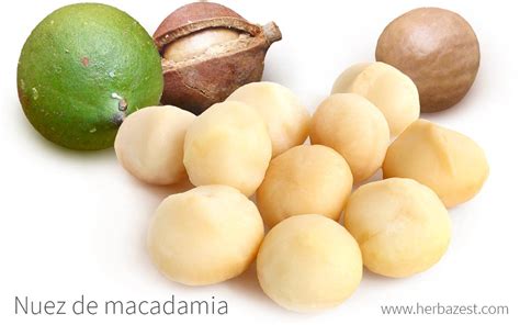 Docena Exagerar Articulaci N Beneficios De La Nuez De Macadamia Calibre