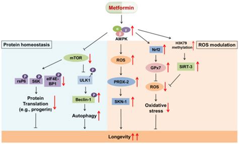 Ijms Free Full Text New Insight Into The Effects Of Metformin On