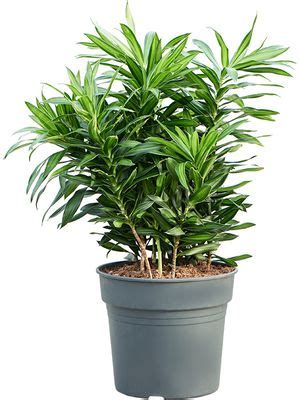 Pleomele Dracaena Reflexa Song Of Jamaica Lubera De