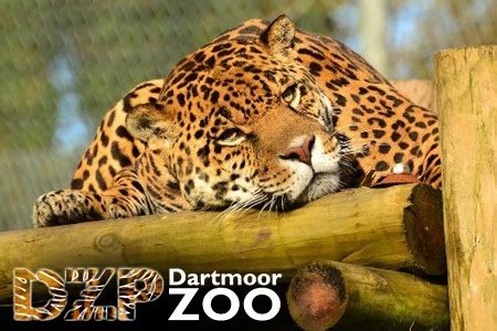 Dartmoor Zoological Park review | location-pictures-map.:Choice Your ...