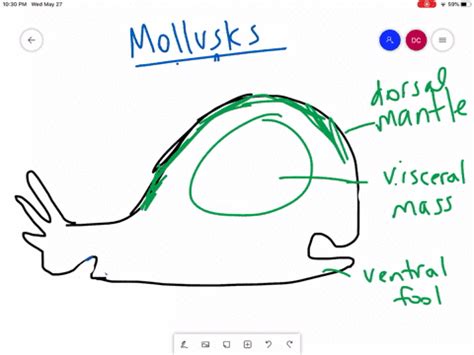 SOLVED Describe The Morphology And Anatomy Of Mollusks