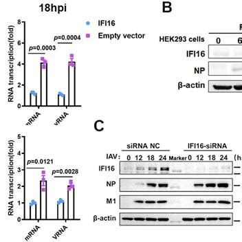 IFI16 directly binds viral RNA during infection a, HEK293 cells were ... 