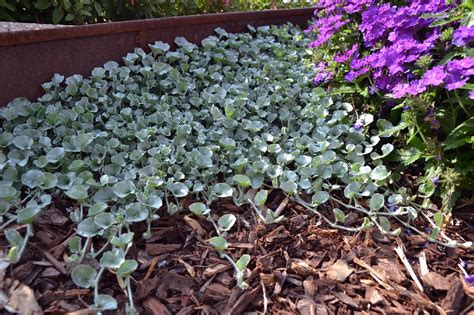 Easy Colour Dichondra Silver Falls 4 Cell The Garden Feast