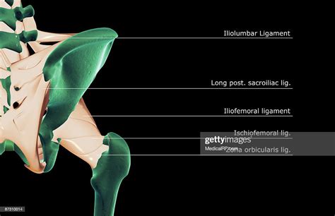 The Ligaments Of The Hip High-Res Vector Graphic - Getty Images