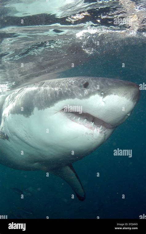 Great white shark Stock Photo - Alamy