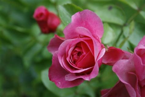 Fotos gratis naturaleza flor pétalo florecer verano floral amor