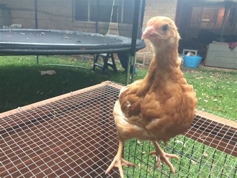 Red Sex Link Weeks Old Hen Or Rooster Backyard Chickens Learn How