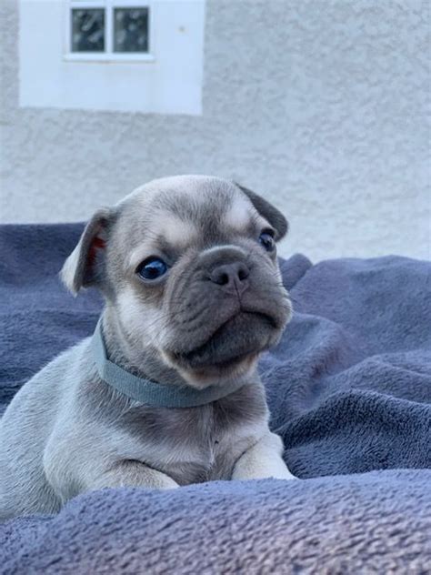 Magnifiques Chiots Bouledogue Français Exotiques 13127 Uncompagnonfr