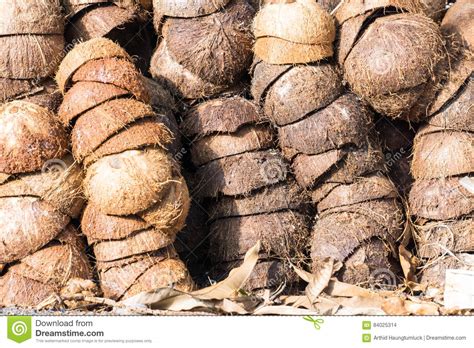 Pile Of Discarded Coconut Husks In Thailand Stock Photo Image Of