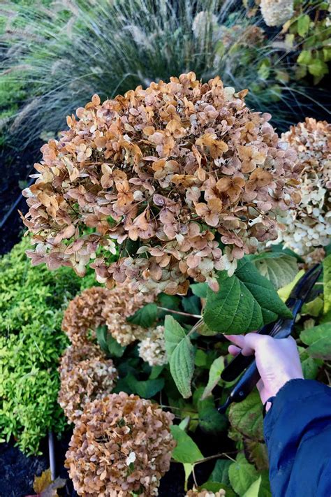 Incrediball hydrangea for a blooming garden 🌸 Discover the beauty of