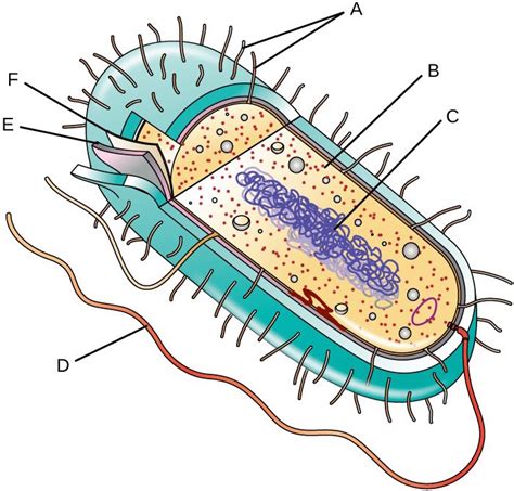 Diagram Of Prokaryotic Cells Quizlet