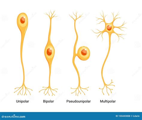 Vector Neuron Types Isolated On White Background Stock Vector