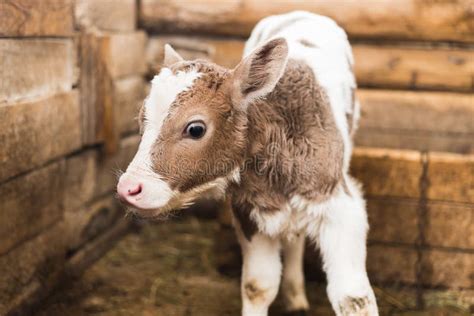 Cute calf on the farm. stock photo. Image of isolated - 147208452