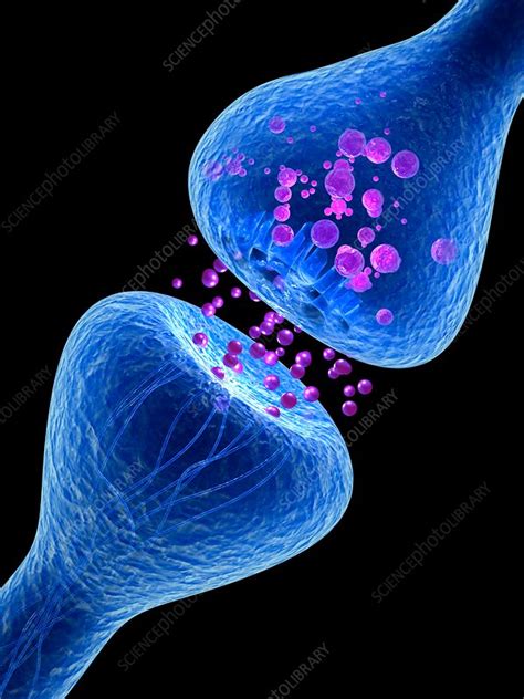 Synapse Illustration Stock Image F018 1381 Science Photo Library