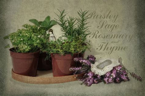 Parsley Sage Rosemary And Thyme Photograph By Robin Lee Vieira