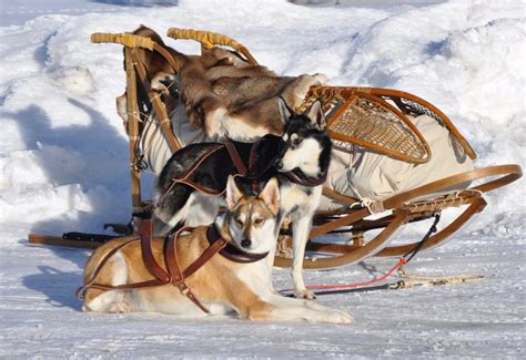 Sled Dogs in America – The Art of Veryl Goodnight