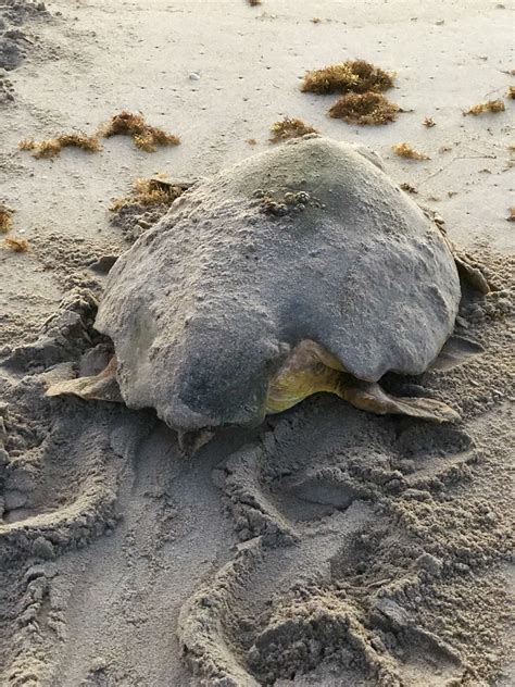 Daytime Nesting Loggerhead