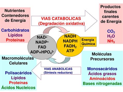 Ppt Metabolismo De Los Carbohidratos Digesti N Y Absorci N De