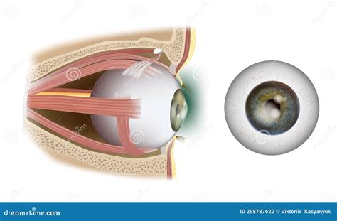 Extraocular Muscles Anatomy Vector Illustration CartoonDealer