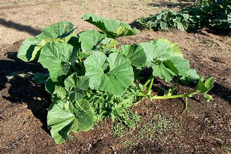 Como plantar abóbora e moranga