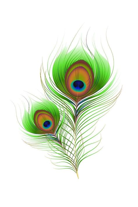 Colorful Peacock Feather Stock Vector Illustration Of Creativity