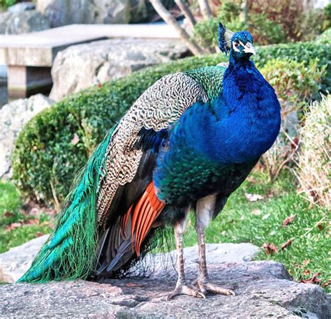 Cuántos años vive un pavo real Pavo Real