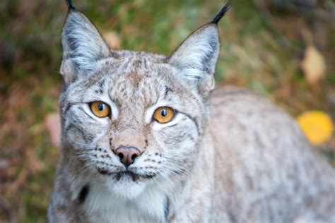 The Swedish Lynx Smithsonian Photo Contest Smithsonian Magazine