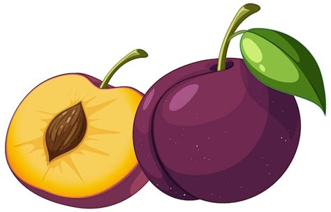 Premium Vector Plum In Whole And Half Piece