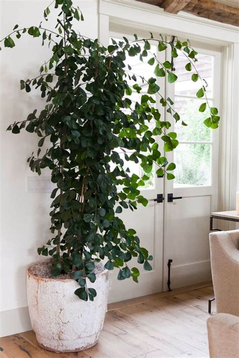 Large Indoor Plants: 10 Tall House Plants & Caring Guide