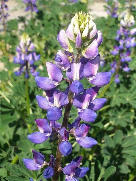 California Native Plants List The Arboretum